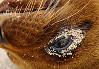 Sea lion eye reflection