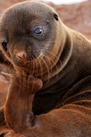 Sea lion pup grooming