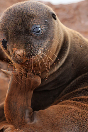 Sea lion pup grooming