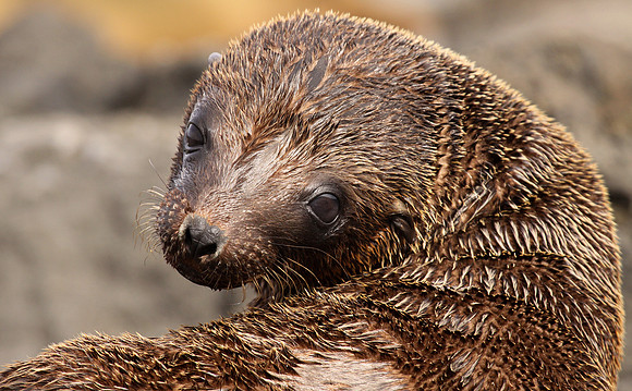 Galapagos sea lion pup