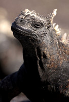 Marine iguana
