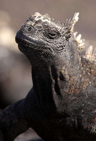 Marine iguana