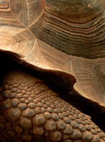 Tortoise art