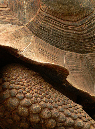 Tortoise art