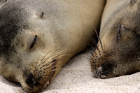 Galapagos sea lions napping