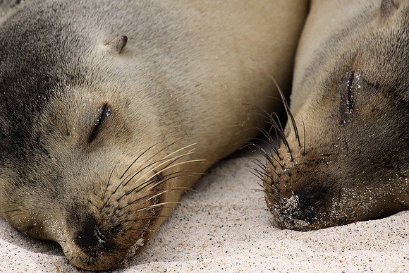 Galapagos sea lions napping