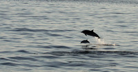 Dolphin mom & baby