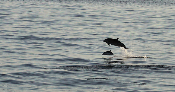 Dolphin mom & baby