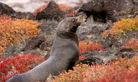 Galapagos Sea Lion color