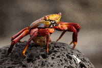 Sally lightfoot crab