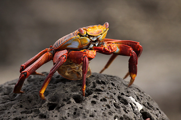 Sally lightfoot crab