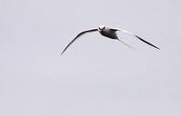 Tropicbird