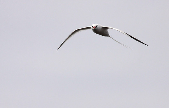 Tropicbird