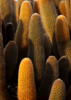 Lava cactus