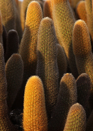 Lava cactus