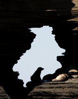Sea lion silhouette