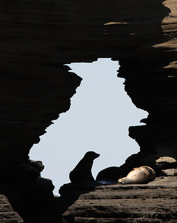 Sea lion silhouette