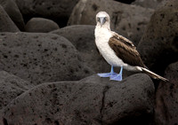 Blue-footed booby