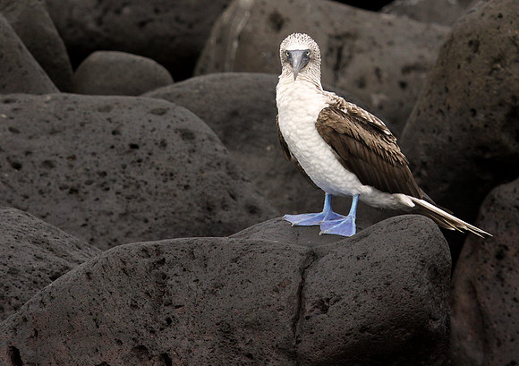 Blue-footed booby