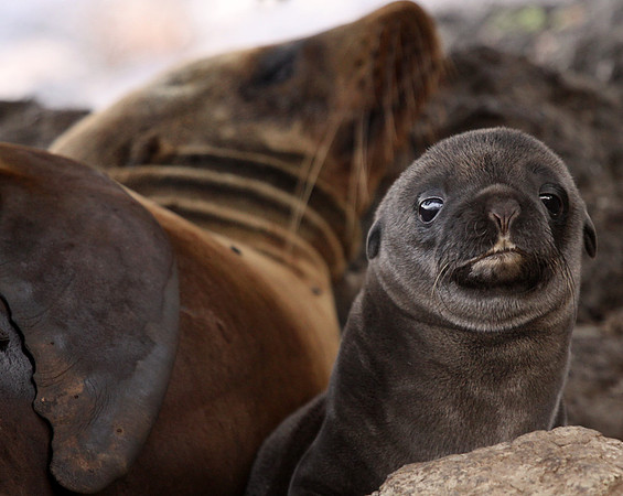 Galapagos sea lion newborn