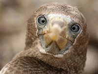 Booby juvenile