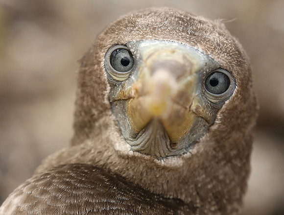 Booby juvenile