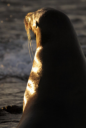 Sea lion light/dark