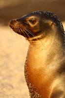 Galapagos sea lion