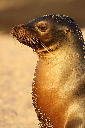 Galapagos sea lion
