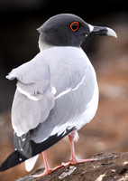 Swallow-tailed gull