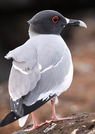 Swallow-tailed gull