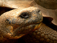 Galapagos Tortoise