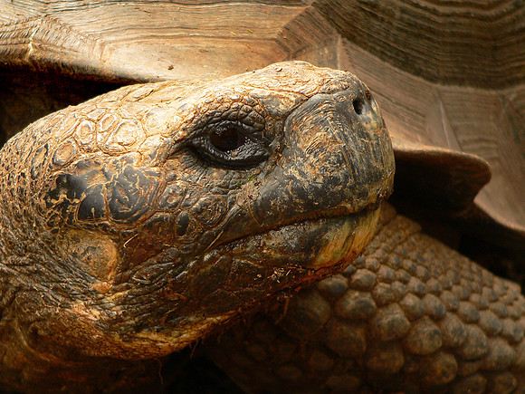 Galapagos Tortoise