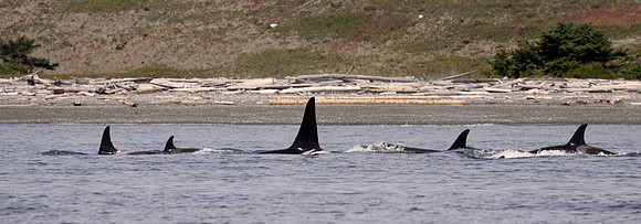 Orca family