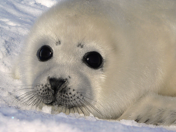 Harp seal pup