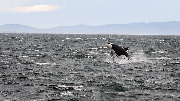Orca breach