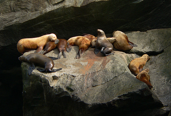 Sleepy Sea lions