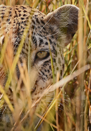 Leopard in the grass