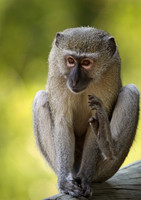 Monkey