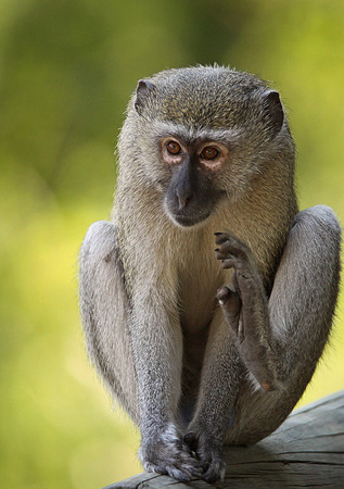 Monkey
