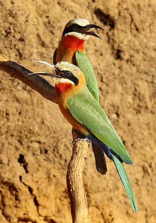 White-fronted bee-eaters
