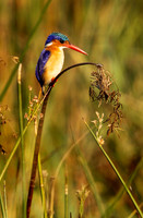Malachite kingfisher