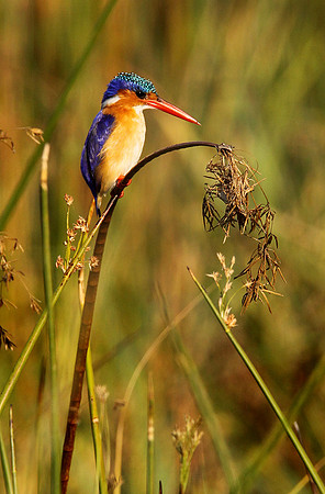 Malachite kingfisher