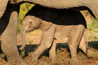 Baby elephant under mom