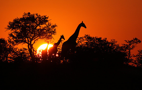 Giraffe sunset