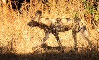 Painted dog