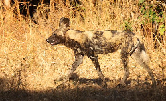 Painted dog