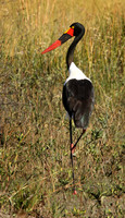 Saddle-billed stork