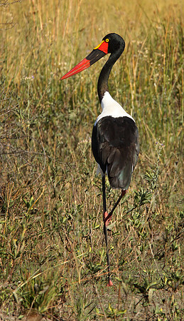 Saddle-billed stork