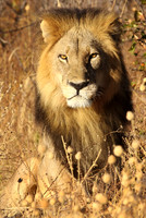 Male lion